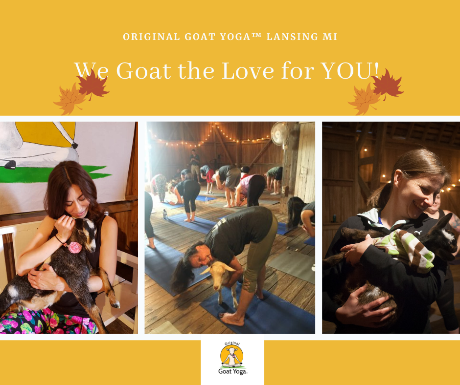 Thanksgiving Goat Yoga